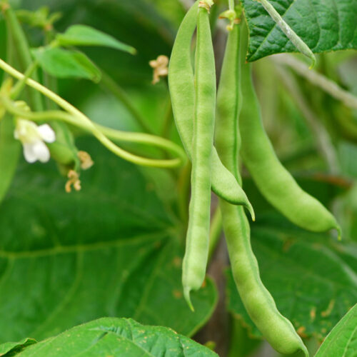 Plant beans