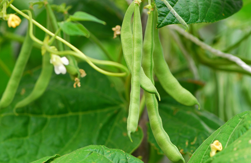 Plant beans