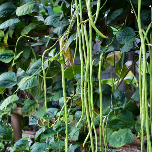 Plant snake beans Snake beans