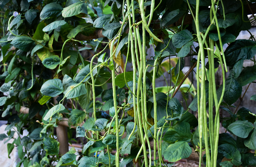 Snake beans