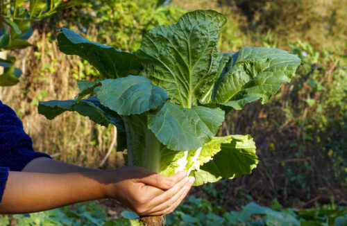 Chinese cabbage or wombok