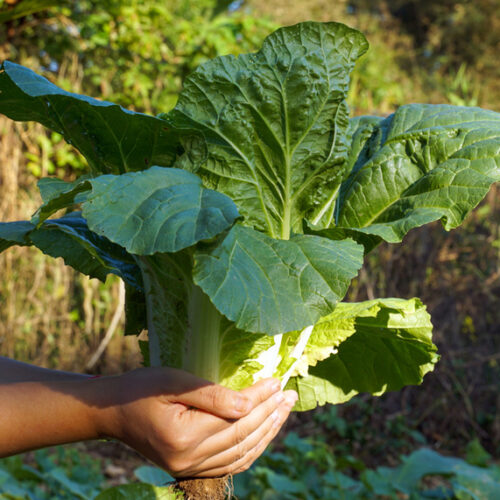 Chinese cabbage or wombok