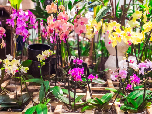 Orchids