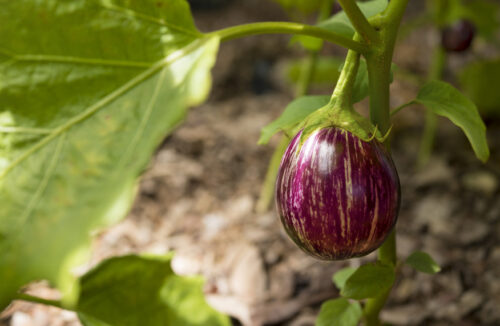 eggplants