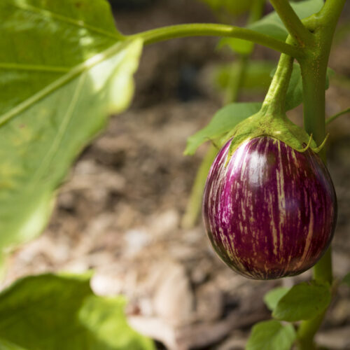 eggplants