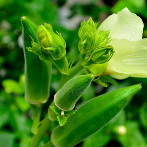 okra