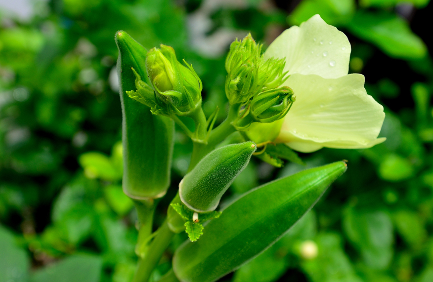okra