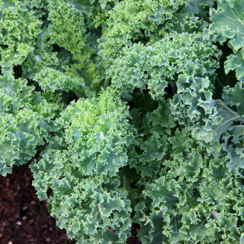 What I’ve learnt about kale kale