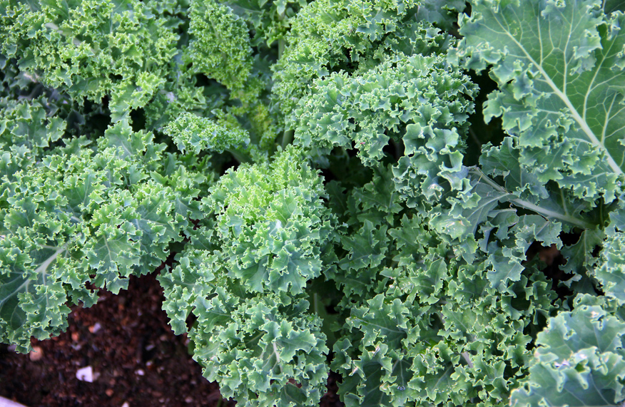 kale