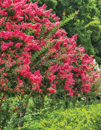 Crepe myrtle (Lagerstroemia indica) adds colour and shade to the garden
