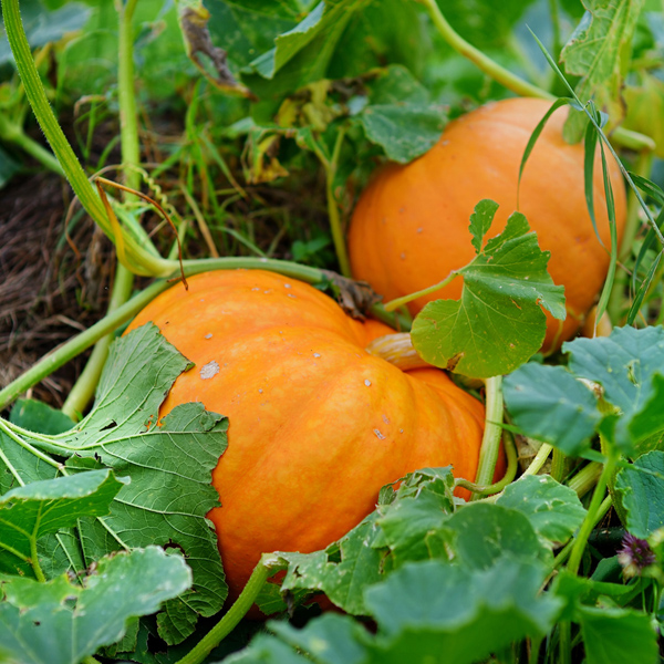 Pumpkin