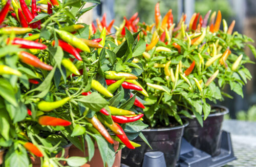 Grow chillies