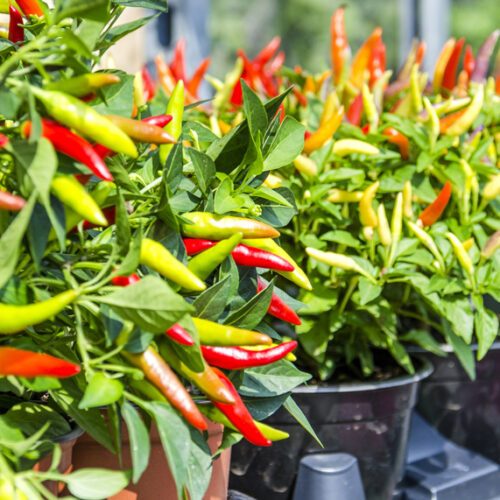 Grow chillies