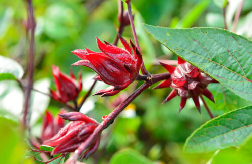 rosella