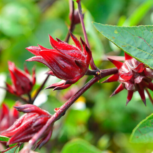 rosella
