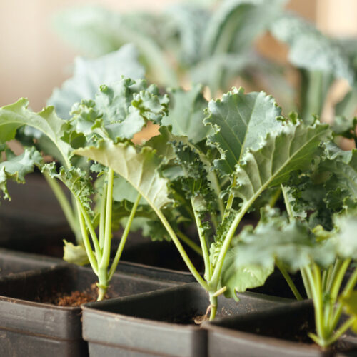 Kale