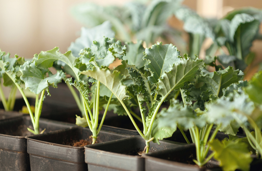 Kale