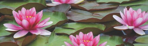 Waterlilies