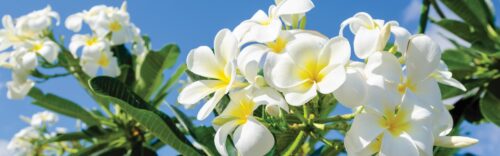 Frangipani