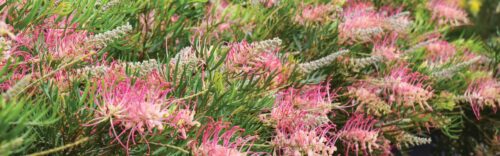 grevillea