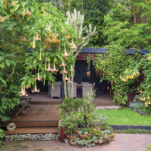 Brent Wilson's tropical garden