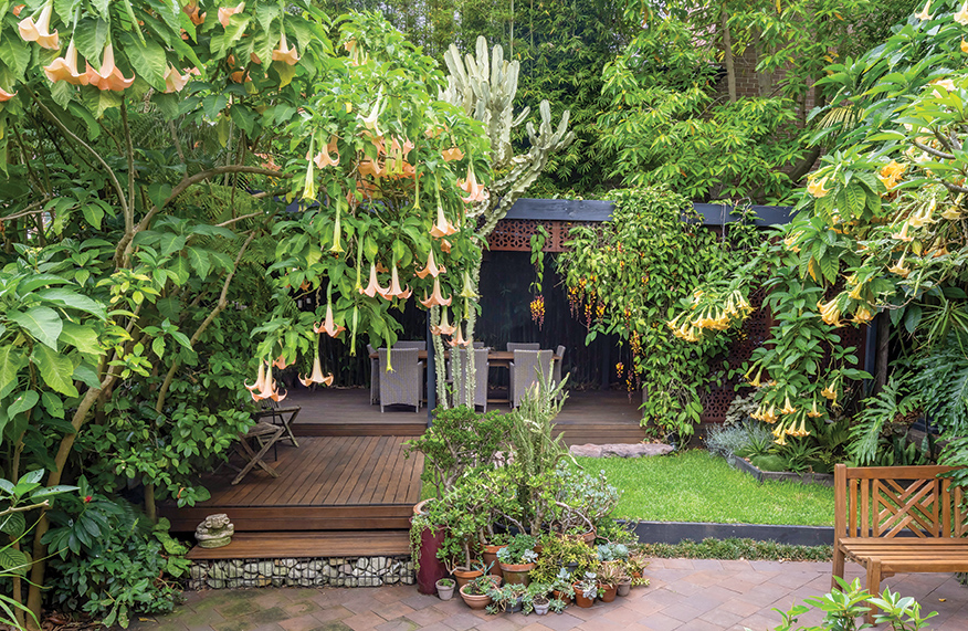 Brent Wilson's tropical garden