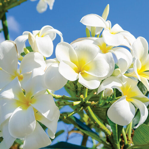 frangipani