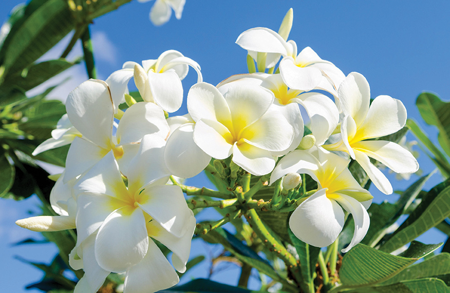 frangipani