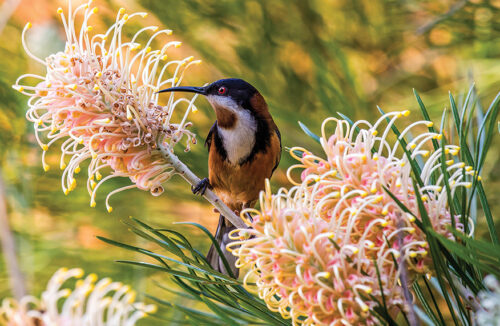 Grevilleas