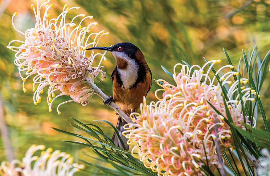 Grevilleas
