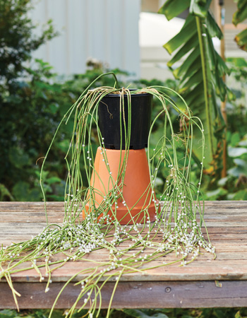 re-pot your plant