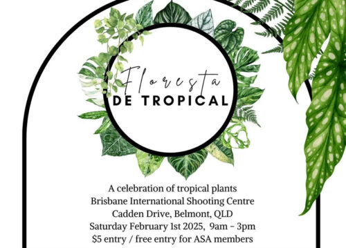Brisbane plant sale