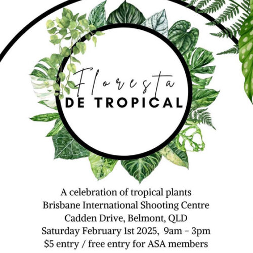 Floresta de Tropical – Tropical Plant Sale Brisbane plant sale