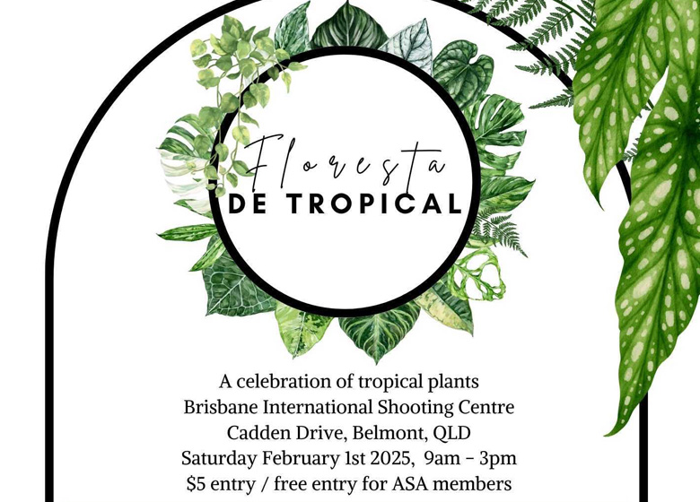 Brisbane plant sale