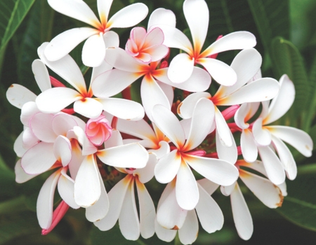 Compact dwarf frangipanis