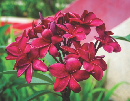 frangipanis in a dark red colour