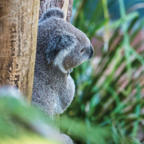 Koala