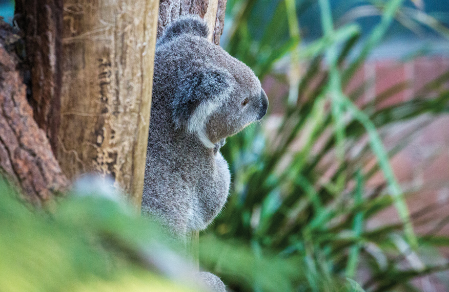 Koala