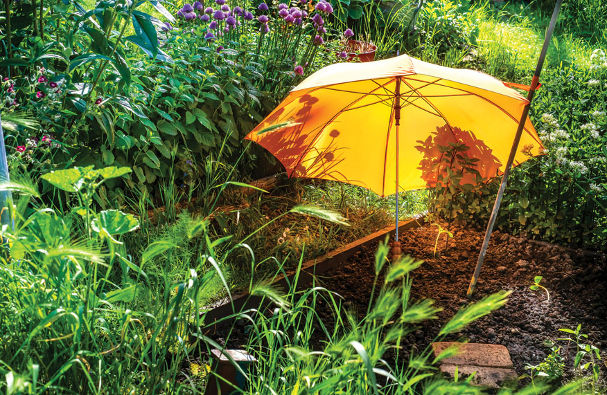 January gardening jobs: protect plants from sunburn