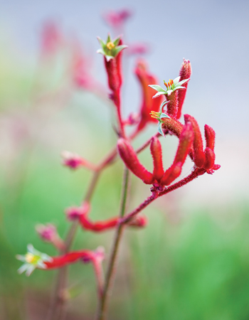 January gardening job: tidy kangaroo paw