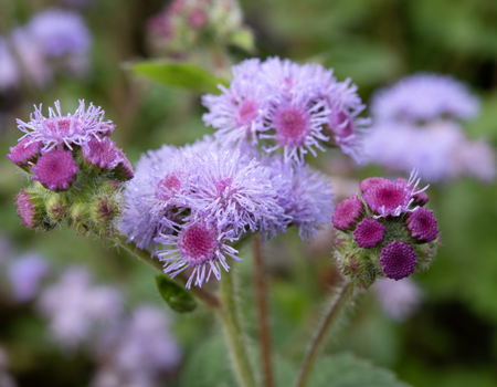 habitat tip: plant Ageratum to attract pollinators
