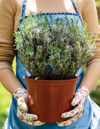 January gardening jobs: care for gift plants