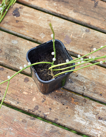 propagate rhipsalis