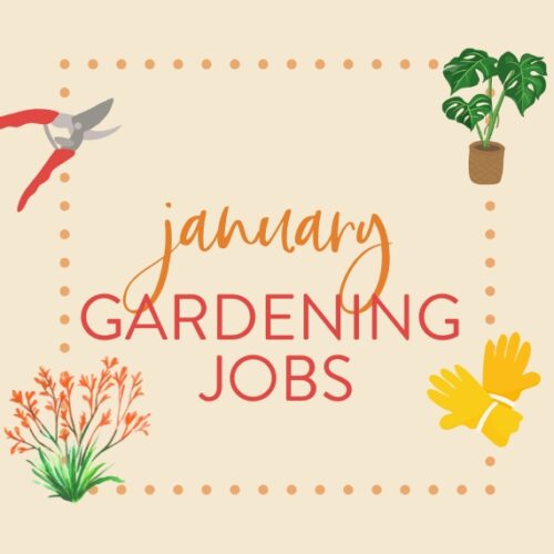 January garden jobs