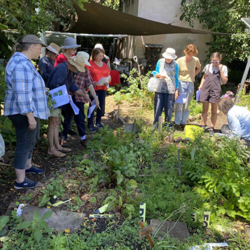 Glover’s Community Garden 40th Anniversary Open Day Glover's Community Garden