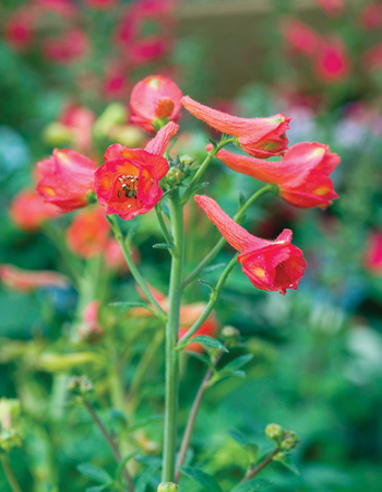 Red larkspur