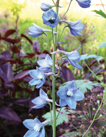 'Cliveden beauty' is from the Belladonna Group of hybrids.