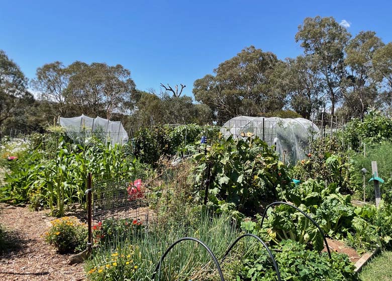 Cook Community Garden