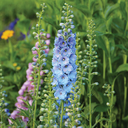 Delphiniums