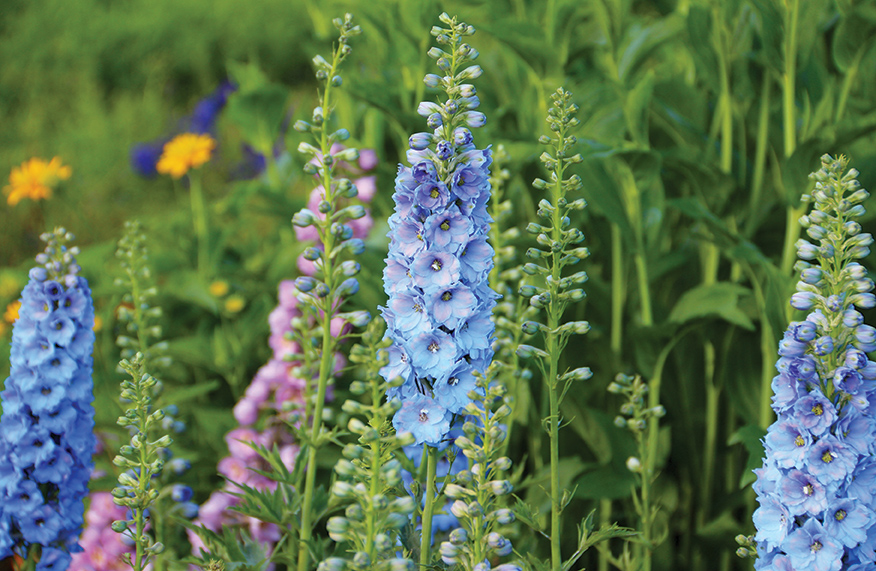 Delphiniums